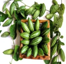 Pointed Gourd - Arka NeelachalKirti