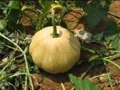 Pumpkin - 	Arka Chandan