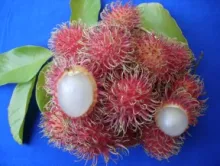 Rambhutan - Arka Coorg Arun