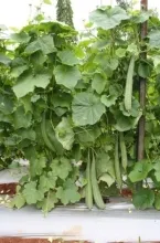 Ridge gourd - Arka Vikram