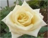 Rose - Arka Ivory