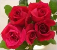 Rose - Arka Parimala