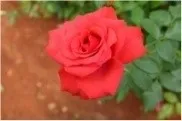 Rose - Arka Swadesh