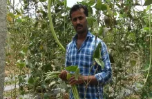 Success Story of New Yard Long Bean Variety : Arka Mangala