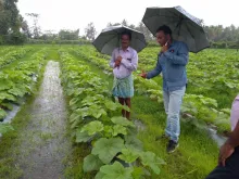 Success Story on Performance of Arka Vegetable Special (Micronutrient Formulation) in Bhindi (Okra)