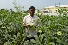 Success Story on Organic production of  Okra F1 hybrid “Arka Nikita”  during Kharif and Late Kharif, 2019 