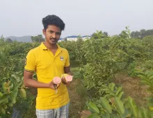 Success Story on “Arka Kiran” Guava F1 hybrid  with  pink flesh  and high yielding variety in  Ultra high density method of  Planting 