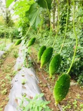Arka Bharath: A high yielding teasel gourd variety (a boon for small vegetable farmers) 