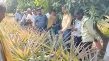 Mango + Pineapple intercropping model of CHES (ICAR-IIHR), Bhubaneswar enhanced farmer’s income 