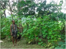 Backyard nutritional kitchen gardening-A success story