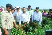 Empowering Tribal Farmers through Chilli F1 Hybrid Arka Tejasvi: A Success Story from Mahabubabad, Warangal, Telangana State 