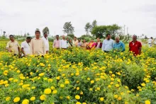Bright Blooms, Brighter Incomes: Success of ‘Arka Bhanu’, a  Hybrid Marigold