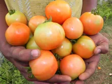 Poly mulching in Tomato cultivation – A successful venture by a farm woman 
