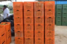 Post-harvest management of mango enhanced income of tribal farmers of Rayagada, Odisha