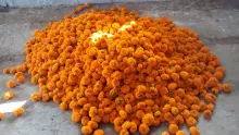‘Arka Agni’ blooms in farmer’s field