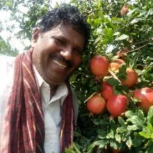 Management of Bacterial Blight in Pomegranate with Arka Microbial Consortium – A Farmers Experience