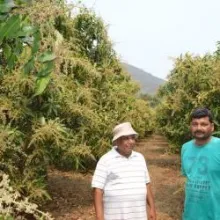 Technological interventions of CHES Bhubaneswar increased mango production under HDPS at farmers’ field 