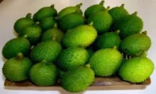 Teasle Gourd - Arka Neelachal Gaurav