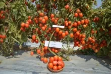 Tomato - Arka Apeksha