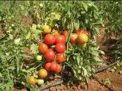 Tomato - Arka Abha