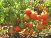 Tomato - Arka Alok
