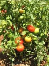 Tomato - Arka Meghali