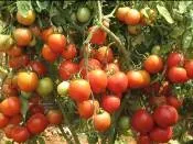 Tomato - Arka Samrat