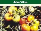 Tomato - Arka Vikas