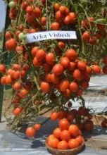 Tomato - Arka Vishesh 