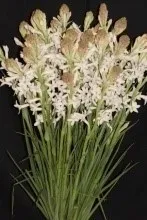 Tuberose - Arka Prajwal