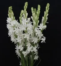 Tuberose - Arka Vaibhav