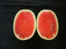Watermelon - Arka Aiswarya