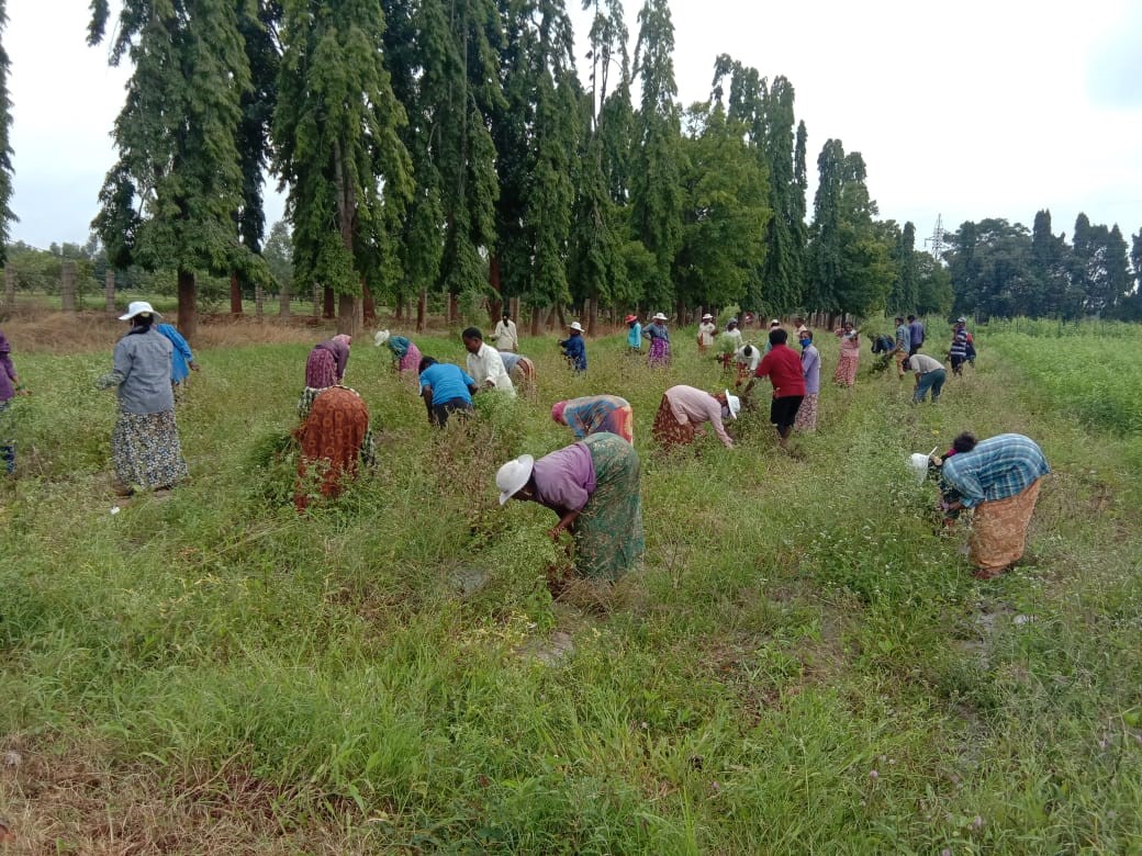 Observation of Fifteenth Parthenium awareness week at ICAR-IIHR, Bengaluru from 16-22, August,2020