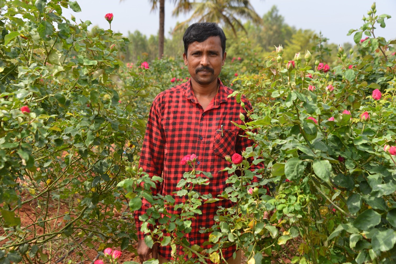 Swachhta Pakhwada activities at ICAR-IIHR on 21.12.2109