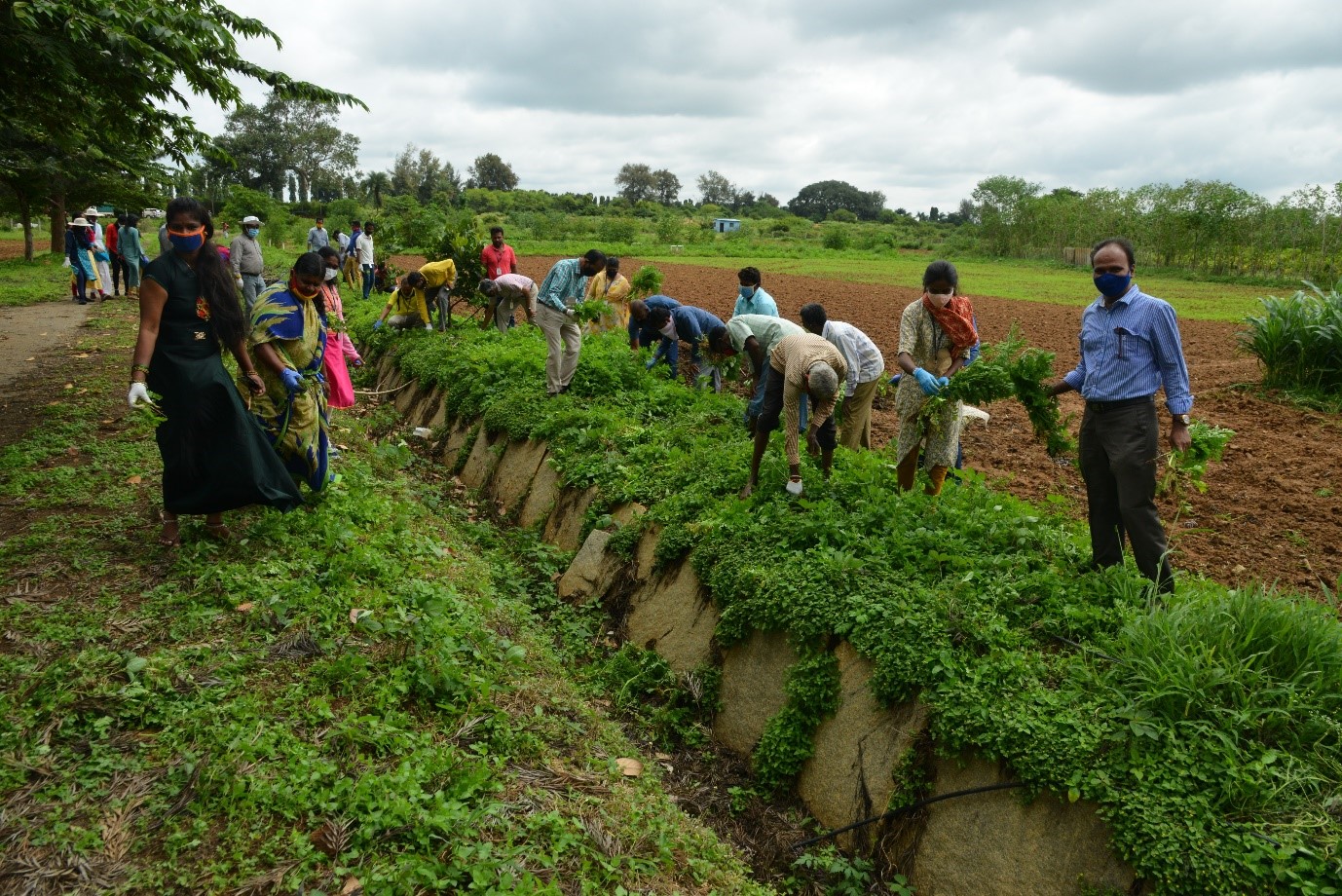 Observation of Fifteenth Parthenium awareness week at ICAR-IIHR, Bengaluru from 16-22, August,2020