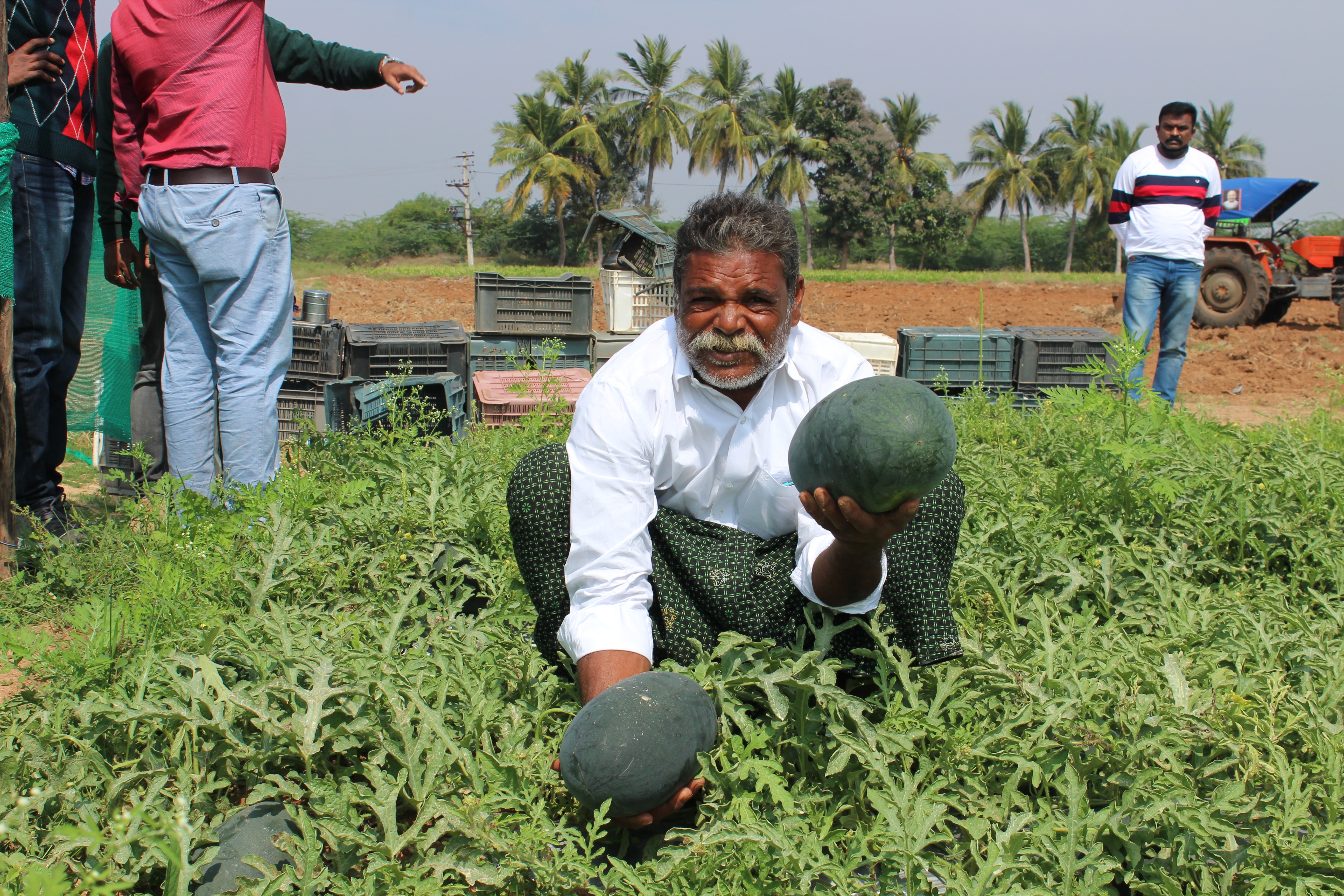 Field day on watermelon variety, Arka Shyama at Hampapuram village, Raptadu, Nantapur, Andhra Pradesh on 25.1.2021