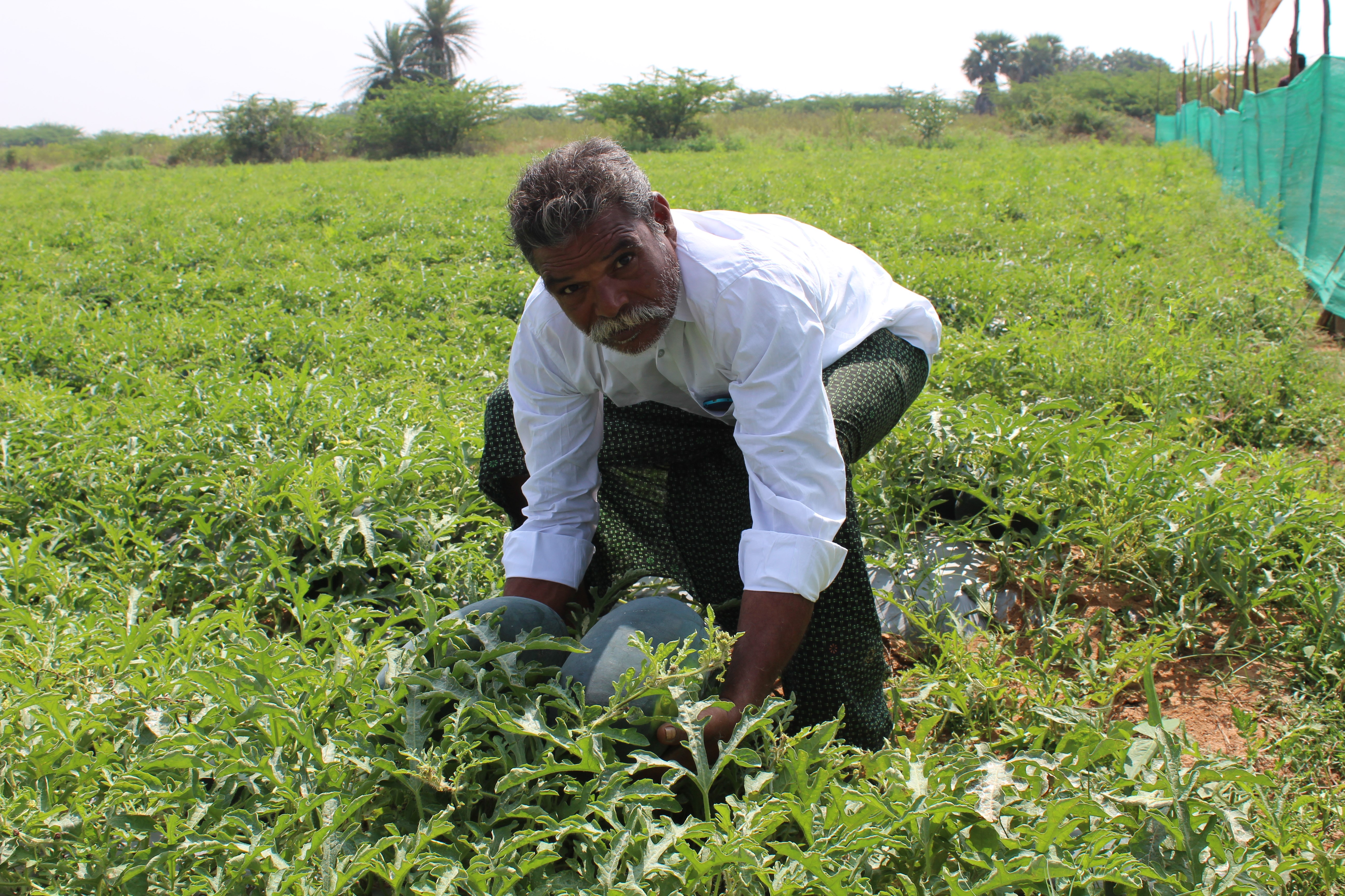 Field day on watermelon variety, Arka Shyama at Hampapuram village, Raptadu, Nantapur, Andhra Pradesh on 25.1.2021