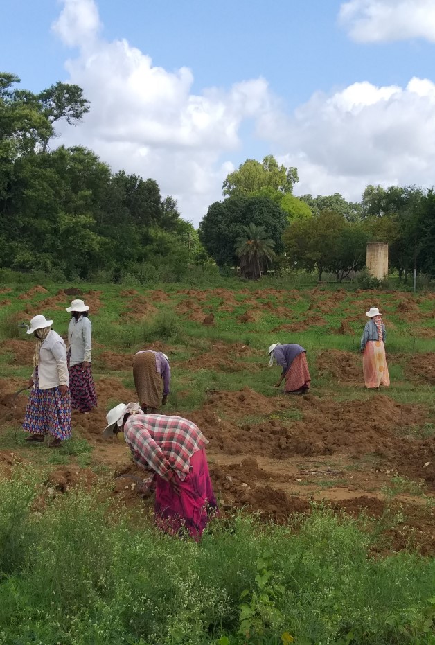 World Environment Day – Eradication of Environmentally Serious Weed, Parthenium  at ICAR-IIHR on 5/6/2020
