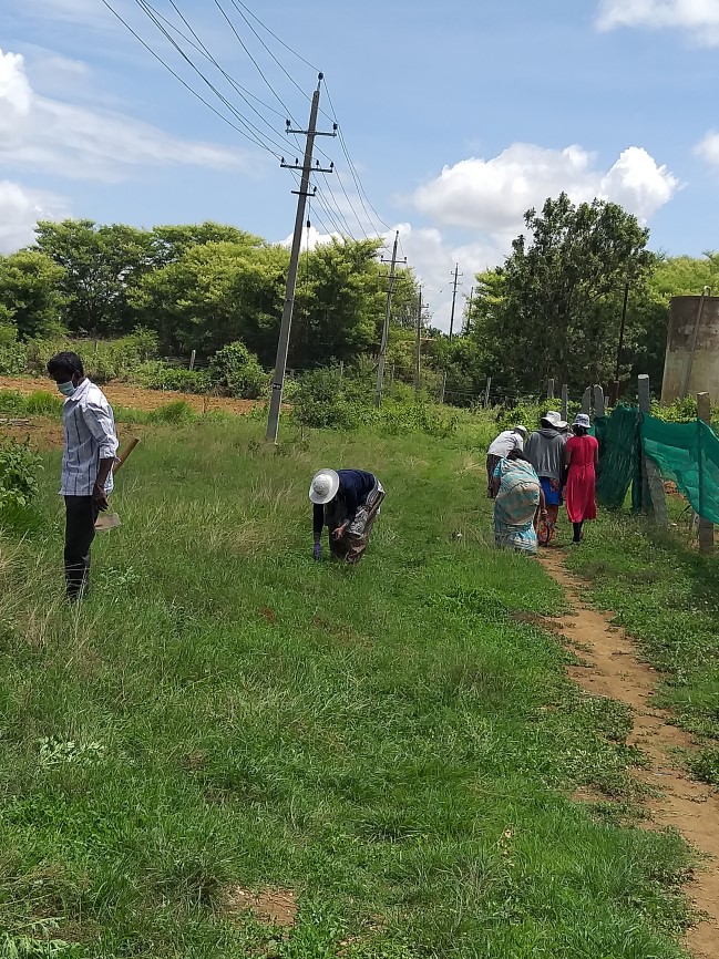 World Environment Day – Eradication of Environmentally Serious Weed, Parthenium  at ICAR-IIHR on 5/6/2020